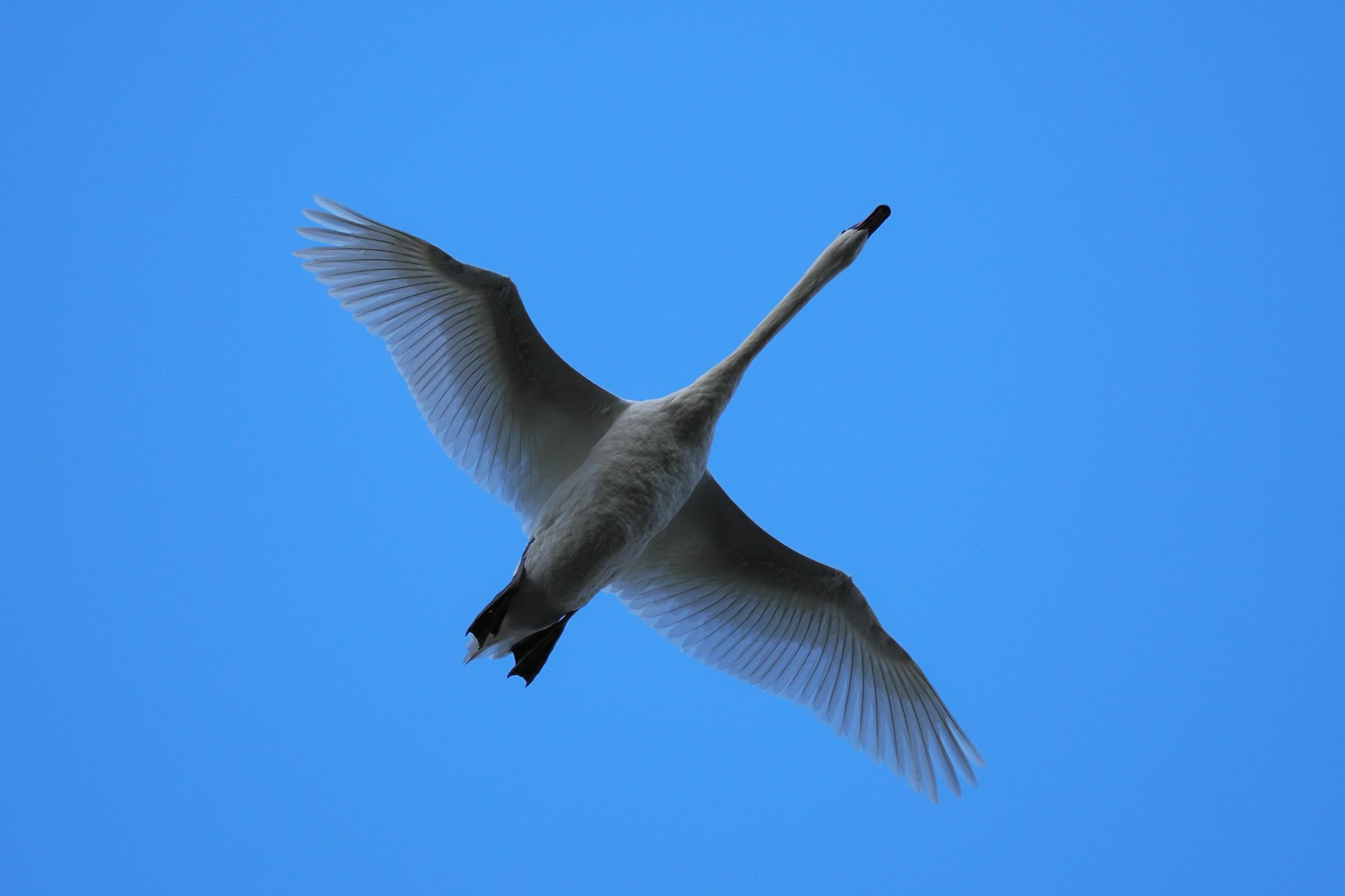 Zugvögel in Cuxhaven 7900000000303
