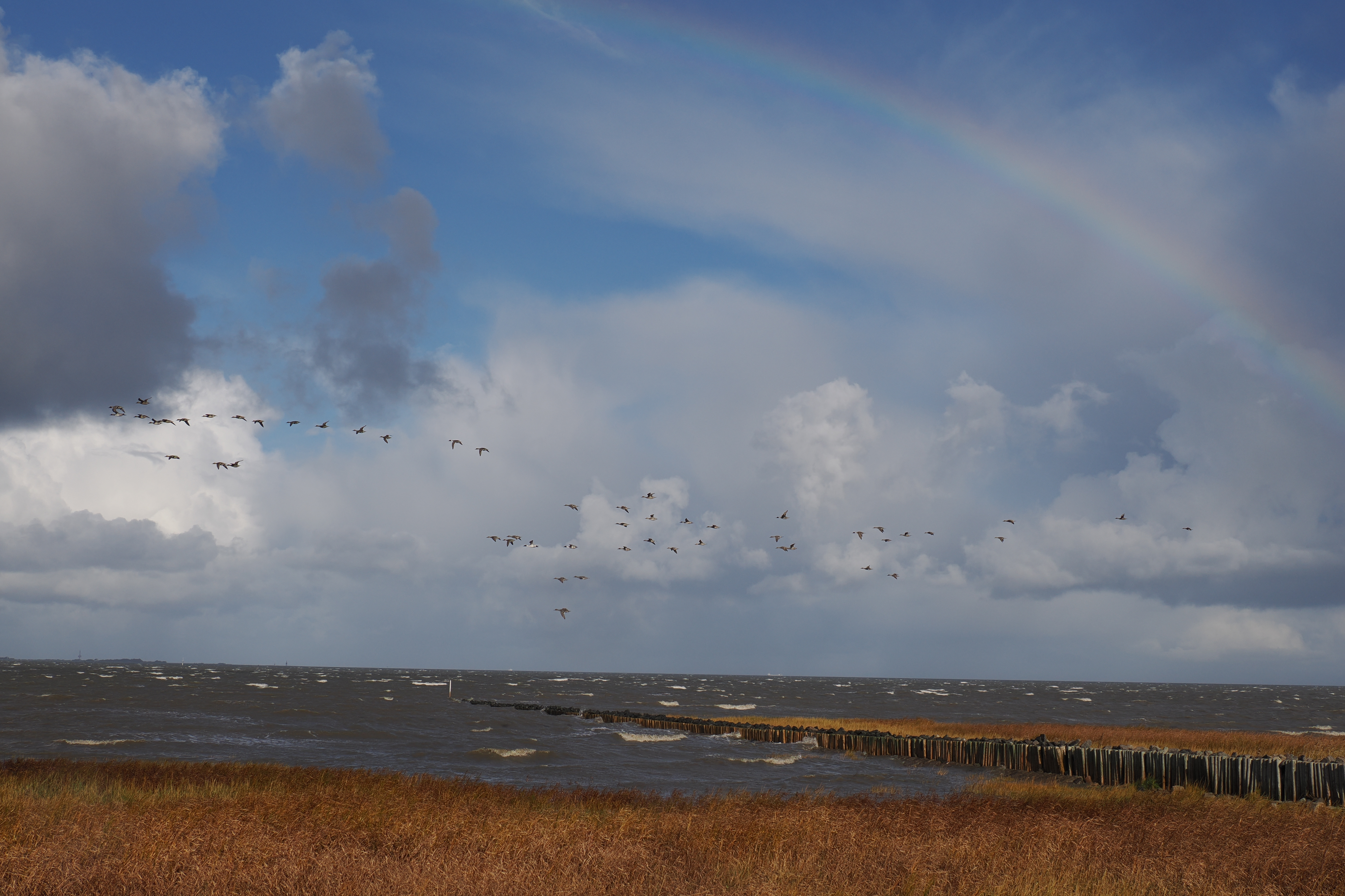 Schwarm ziehender Vögel über dem Wattenmeer – eindrucksvolle Szene bei der Vogelbeobachtung an der Nordseeküste.
