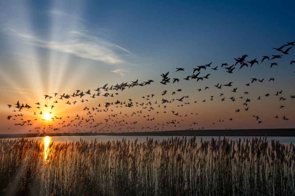 Ein Vogelschwarm fliegt bei Sonnenuntergang über das Wattenmeer, erfasst mit einem Fernglas zur Vogelbeobachtung.