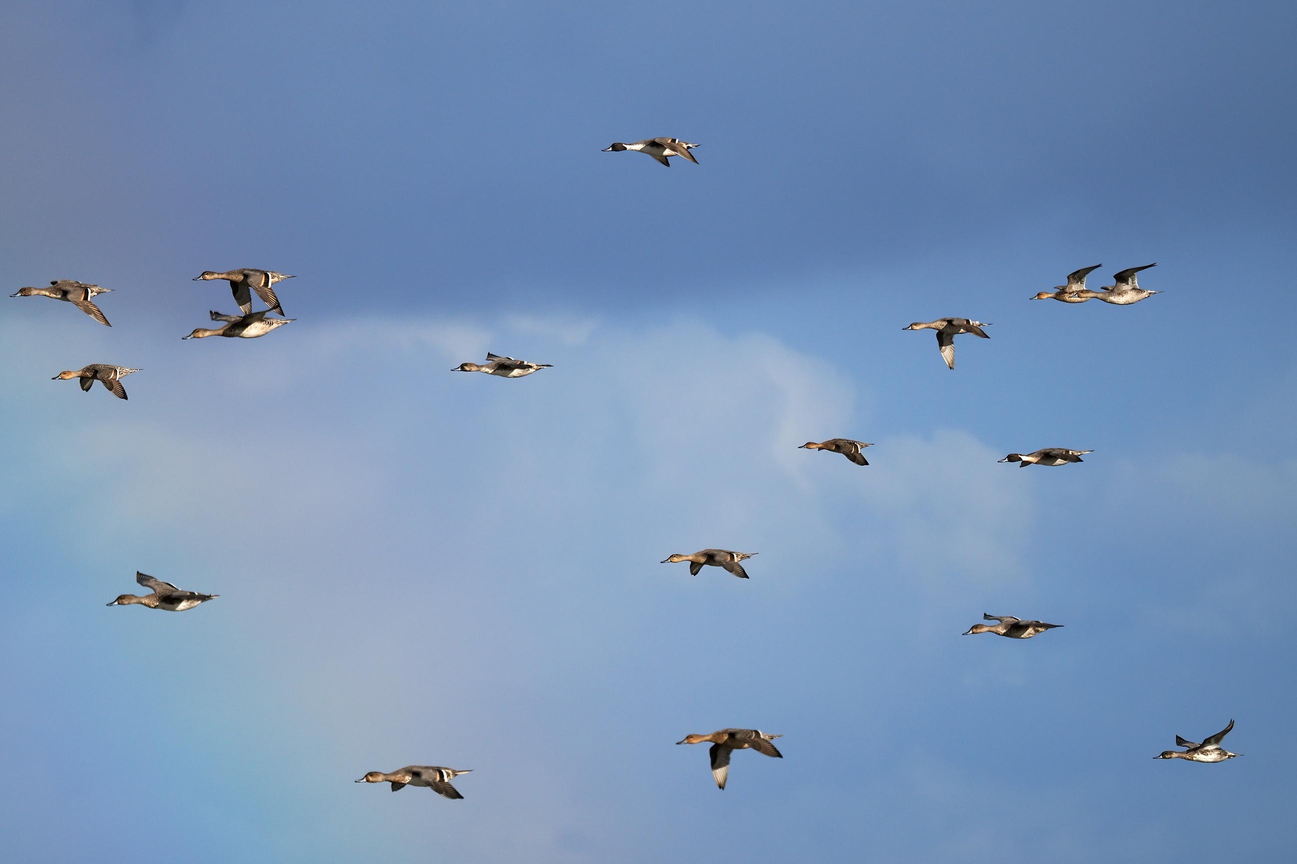 Zugvögel in Cuxhaven 7900000000303