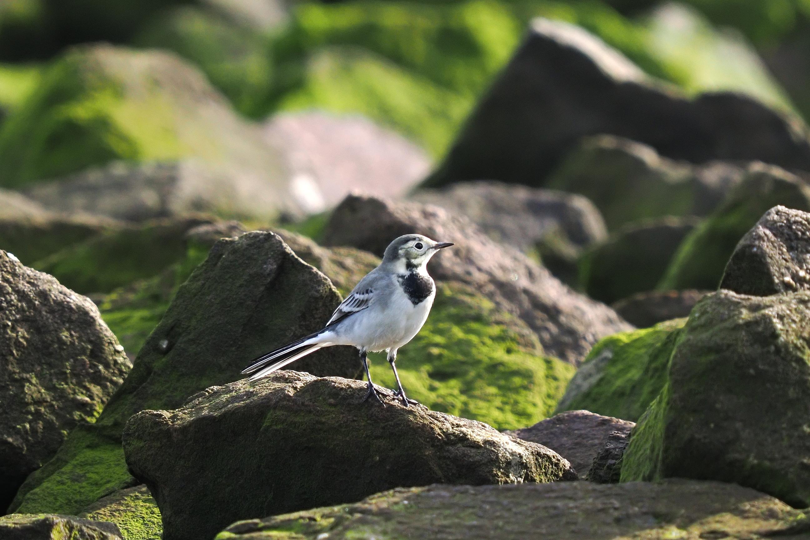 Zugvögel in Cuxhaven 7900000000303