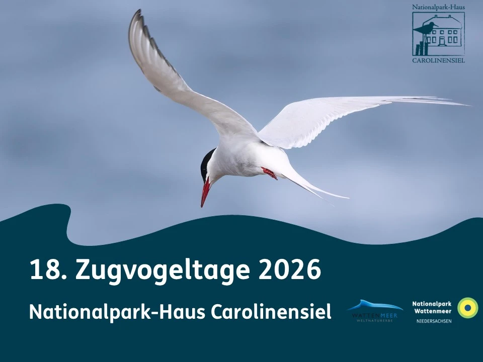 Illustration von Zugvögeln zur Ankündigung der 18. Zugvogeltage – perfekte Gelegenheit zur Vogelbeobachtung im Wattenmeer.