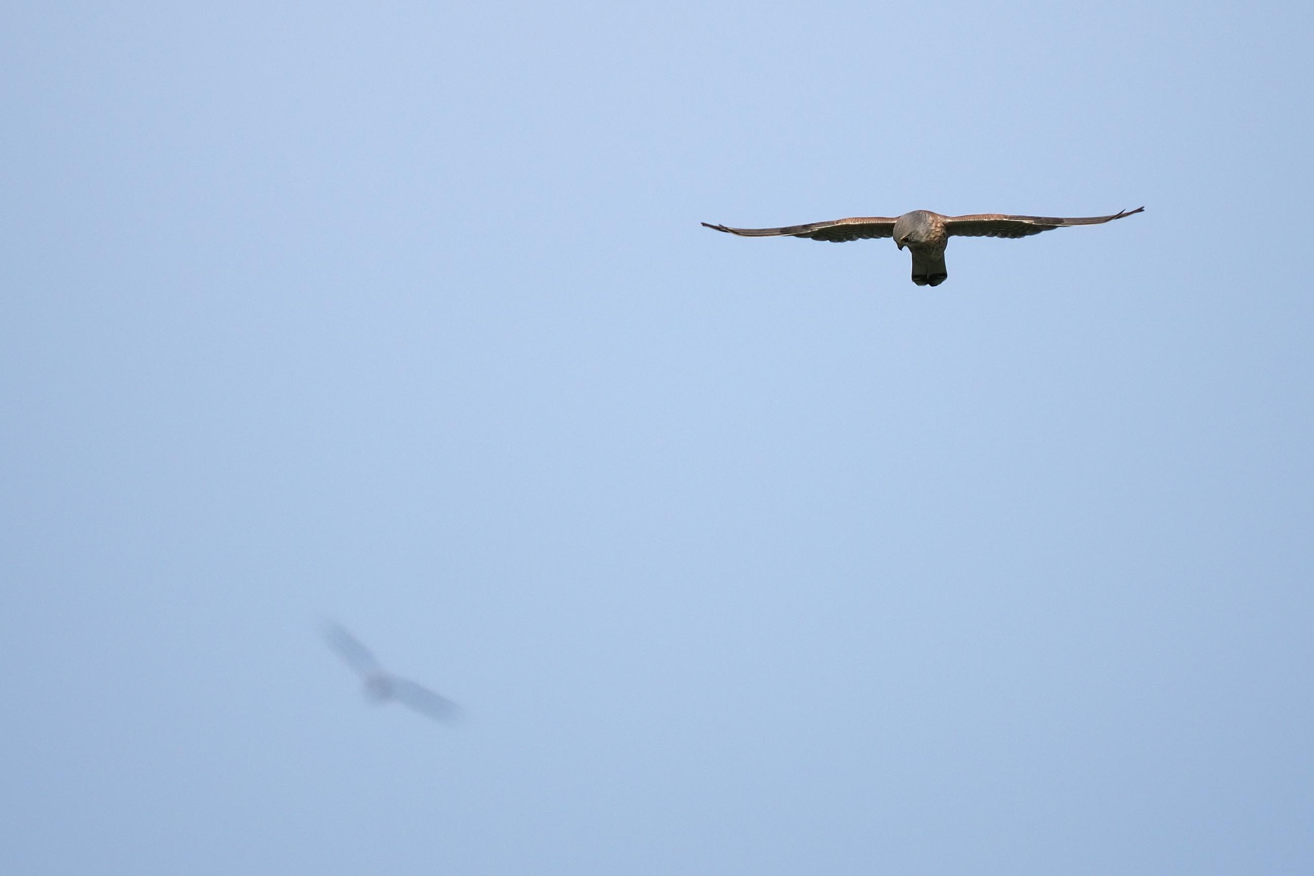 Zugvögel in Cuxhaven 7900000000303
