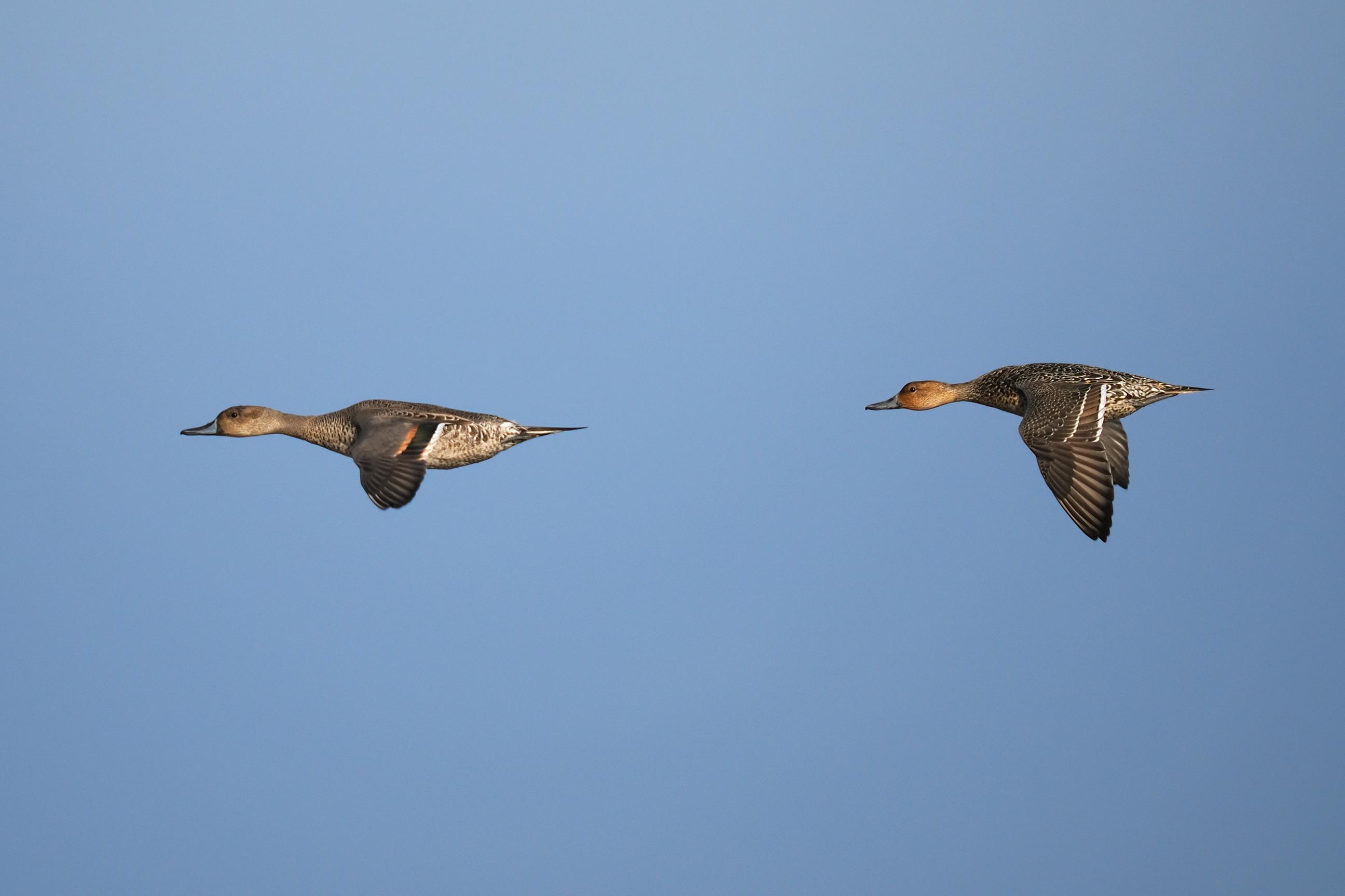Zugvögel in Cuxhaven 7900000000303
