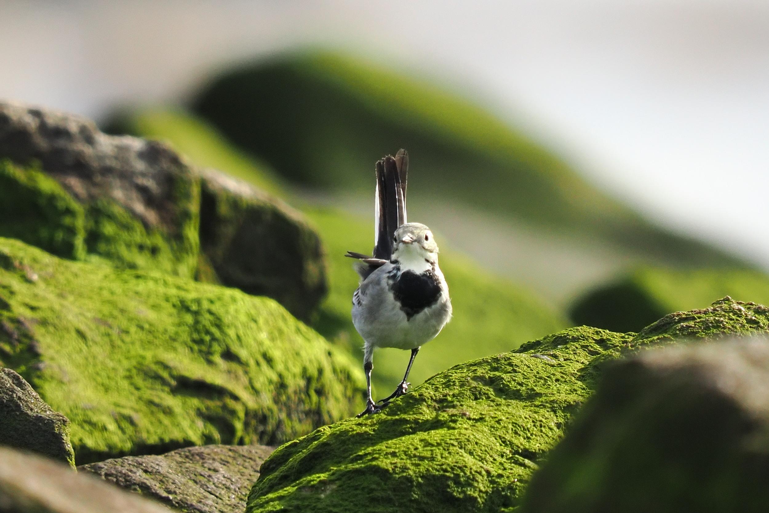 Zugvögel in Cuxhaven 7900000000303