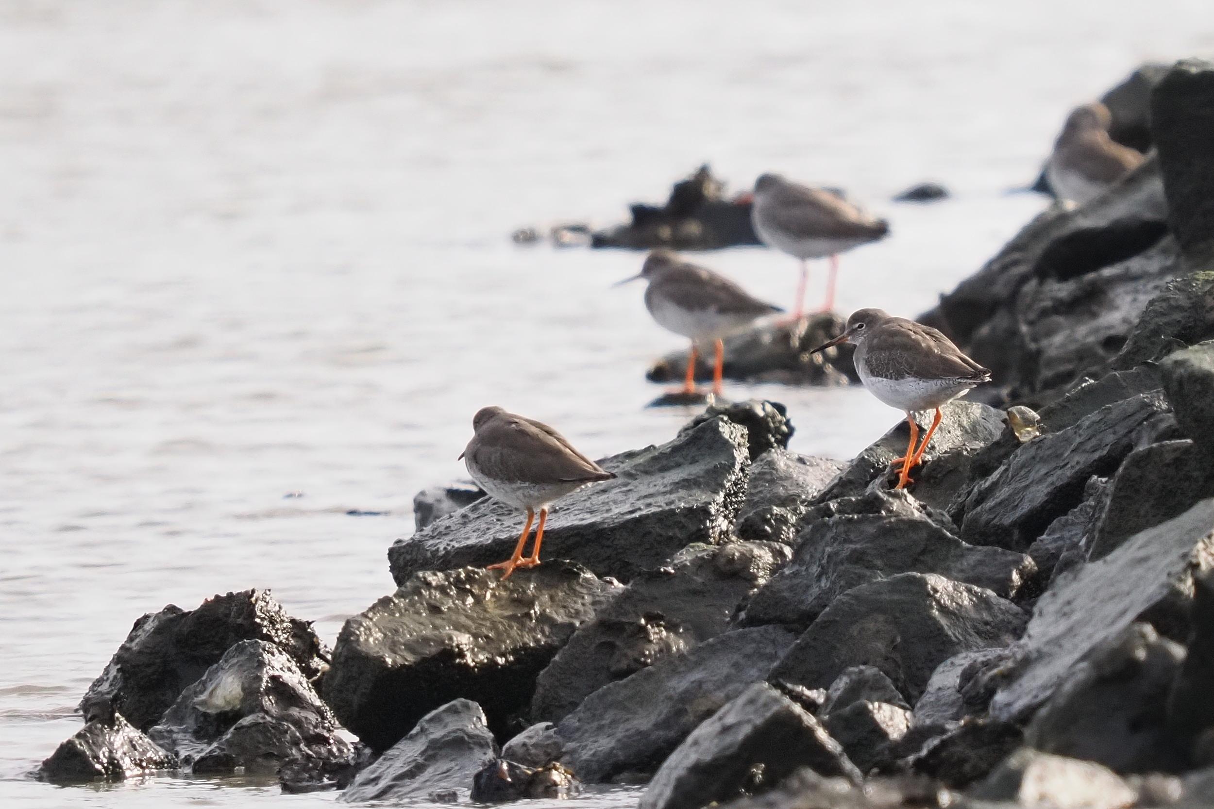 Zugvögel in Cuxhaven 7900000000303