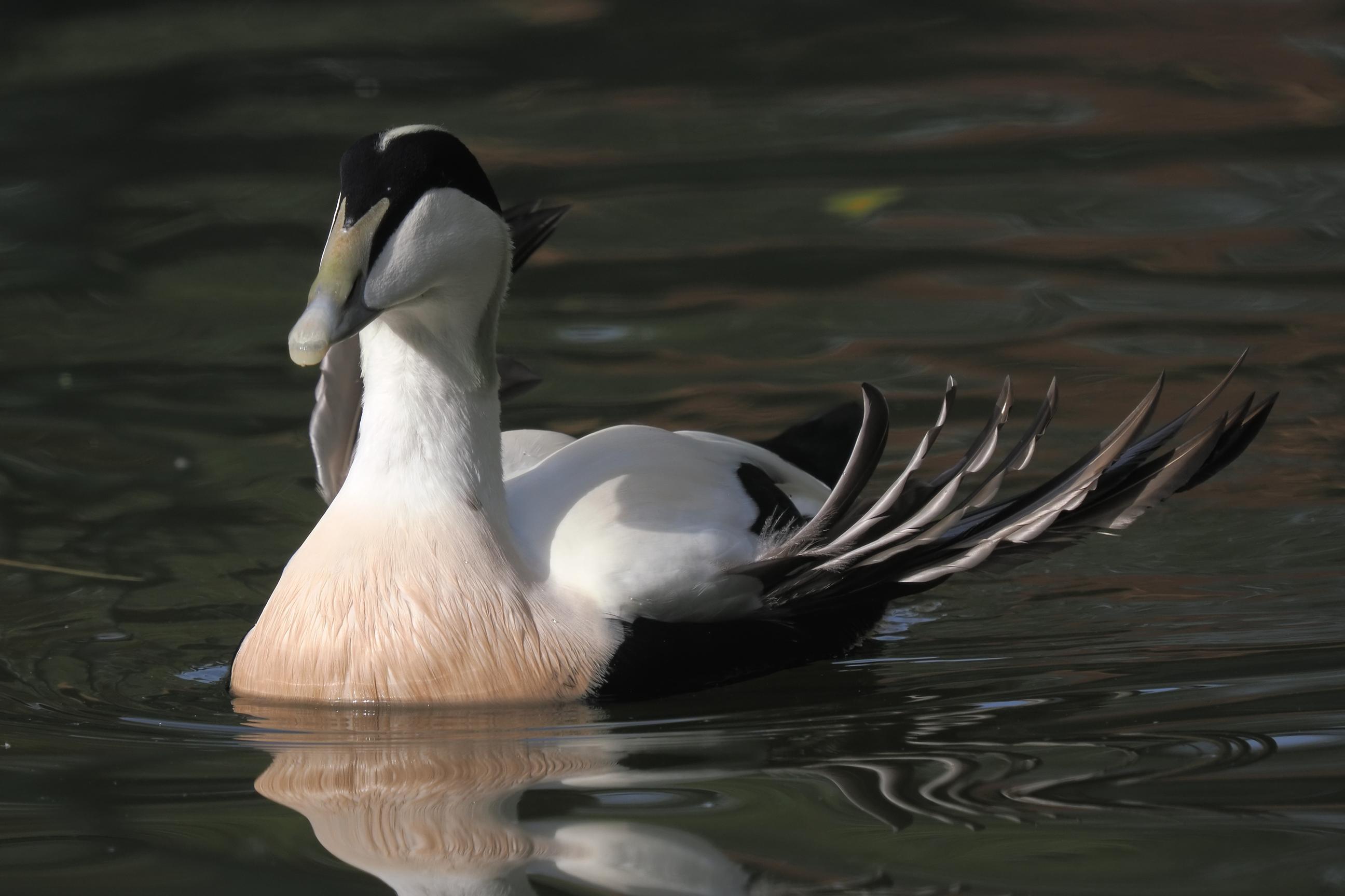 Zugvögel in Cuxhaven 7900000000303