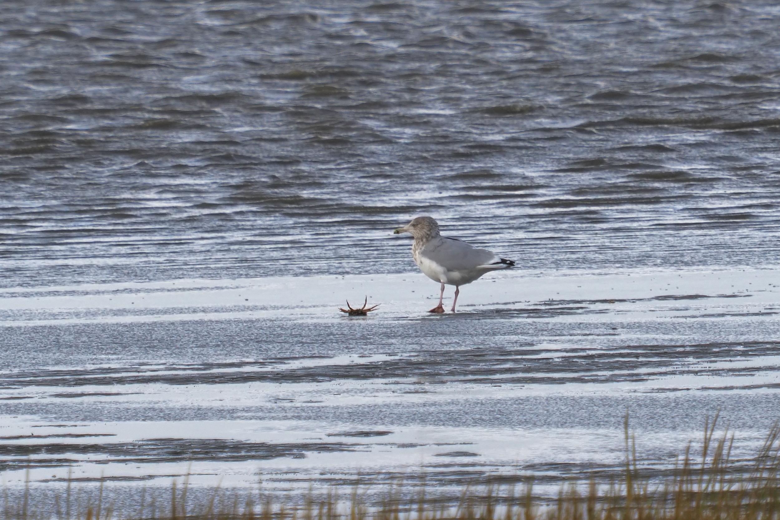 Zugvögel in Cuxhaven 7900000000303